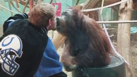 Video: Nečekané polibky. Orangutan rozdával pusy návštěvníkovi zoo