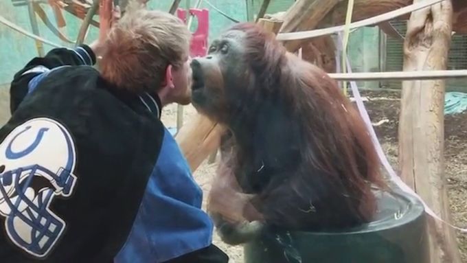 Nečekané polibky. Orangutan nadšeně líbal návštěvníka zoologické zahrady