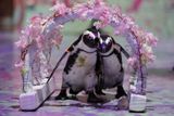 Issei Kato: Tučňáci Momo a Omochi během předpremiéry zvířecí on-line show pro děti trávící čas doma kvůli koronavirovým restrikcím. Show připravil tokijský akvapark Shinagawa (30. duben 2020).
