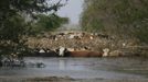 Cattle struggle through flood waters as they try to reach higher ground after Hurricane Isaac along Highway 23 in Plaquemines Parish, Louisiana August 30, 2012. REUTERS/Sean Gardner (UNITED STATES - Tags: ENVIRONMENT DISASTER ANIMALS) Published: Srp. 30, 2012, 5:24 odp.