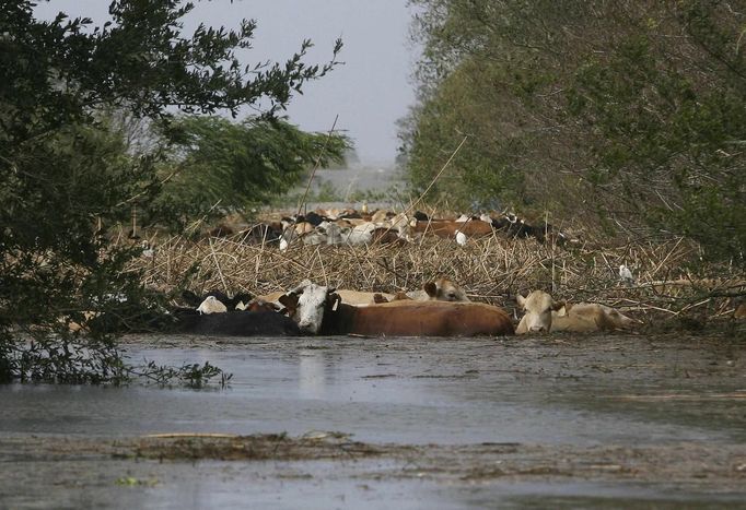 Cattle struggle through flood waters as they try to reach higher ground after Hurricane Isaac along Highway 23 in Plaquemines Parish, Louisiana August 30, 2012. REUTERS/Sean Gardner (UNITED STATES - Tags: ENVIRONMENT DISASTER ANIMALS) Published: Srp. 30, 2012, 5:24 odp.