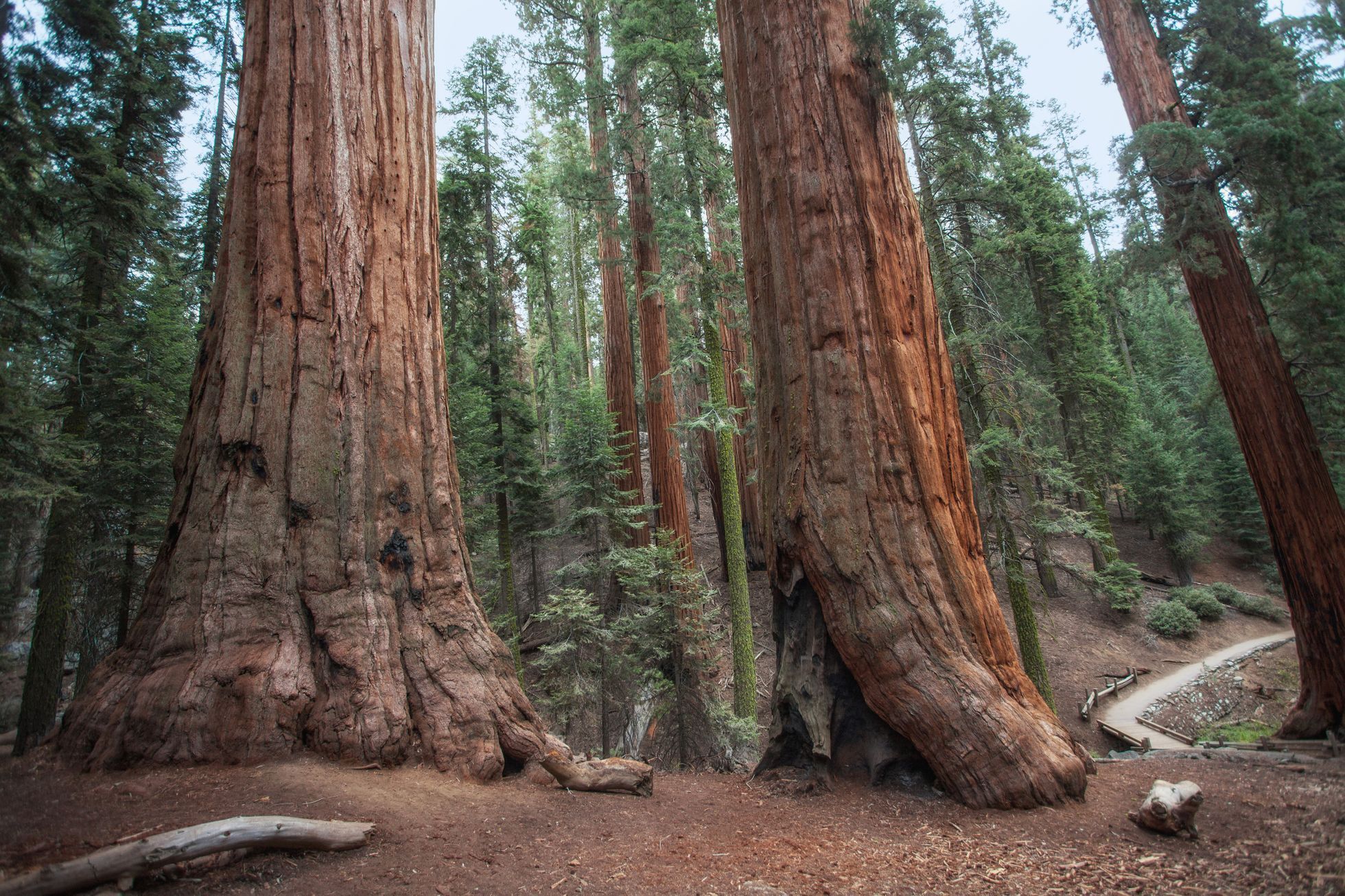 The Giant Sequoia National Monument
