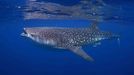 Best Student Entry Kyra Hartog Whale shark, Rhincodon typus Isla Mujeres, Mexico