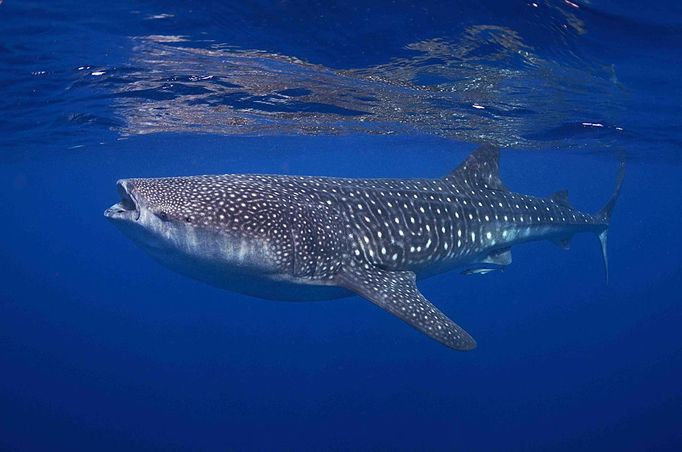 Best Student Entry Kyra Hartog Whale shark, Rhincodon typus Isla Mujeres, Mexico