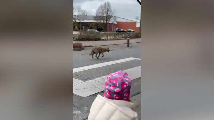 Jako by šel na nákup. Video vlka, který odbočil k Lidlu, je virálním hitem