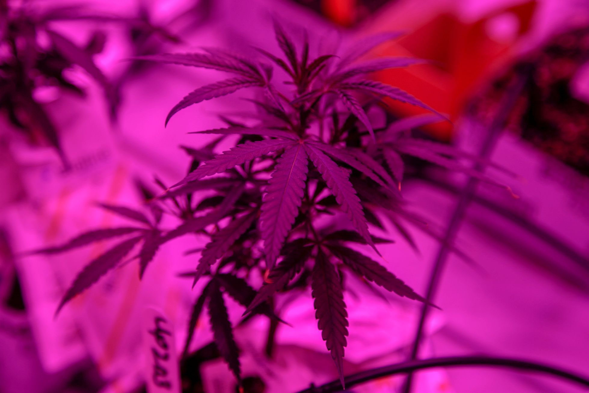 Fotogalerie / Jak se studenti se v Kanadě učí pěstovat marihuanu / Reuters / 2018