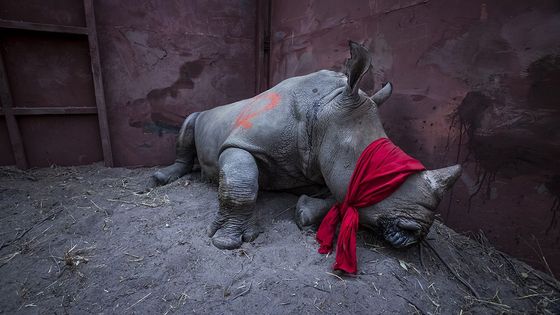 Snímek nosorožce od Neila Aldridge vyhrál v kategorii Životní prostředí (jednotlivé snímky). V galerii najdete kompletní přehled oceněných fotografů.