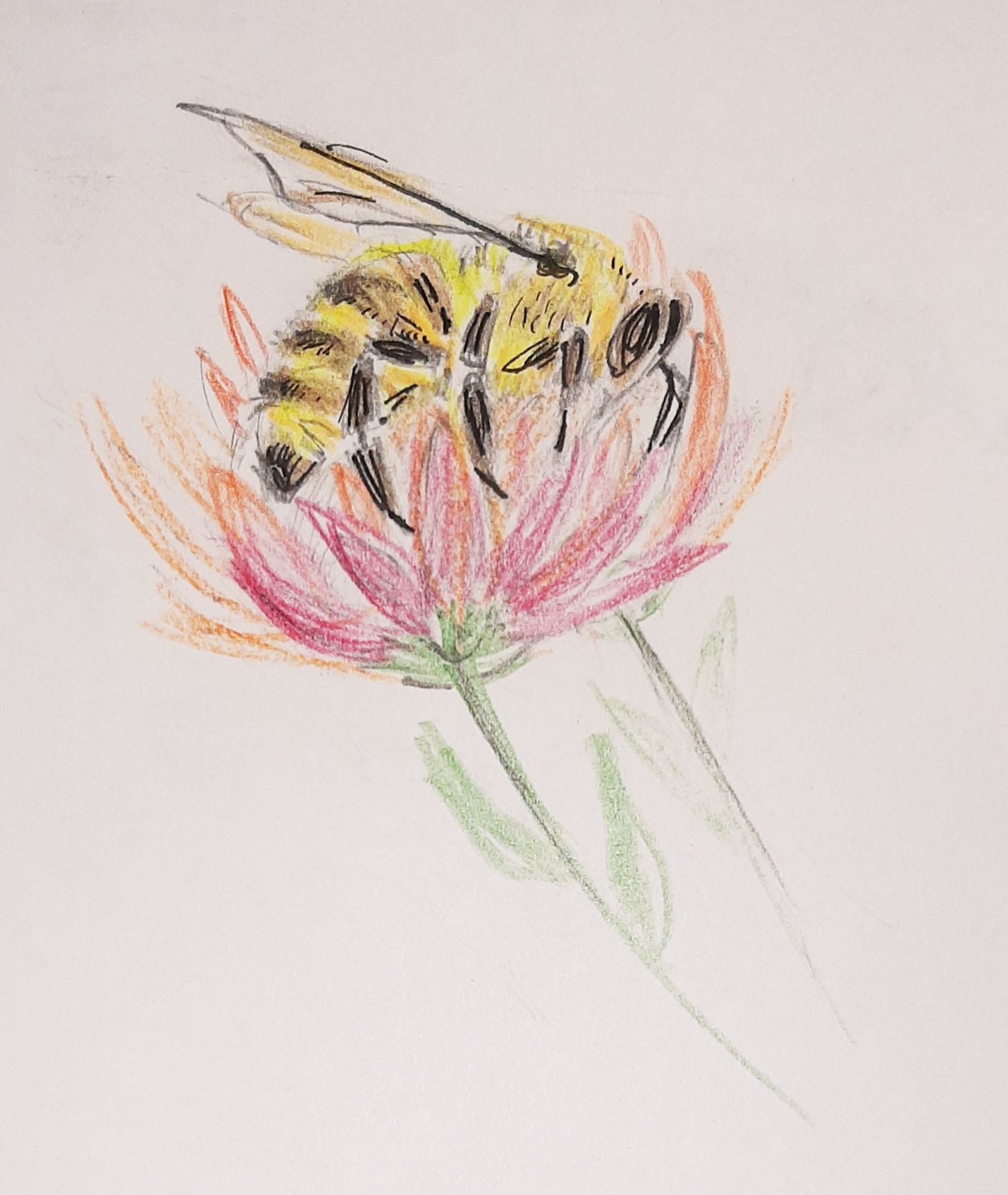 kresby, dr. dudek. bylinky