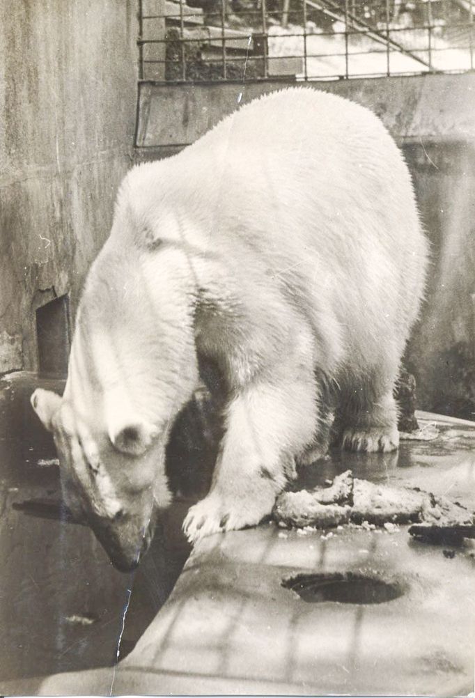 ZOO Liberec slaví 120 let od svého vzniku. Podívejte se na historické momenty a vývoj nejstarší zoologické zahrady v českých zemích od jejího založení v roce 1904.