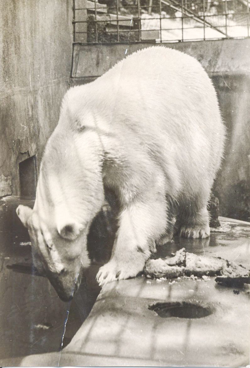 ZOO Liberec, zoo, zoologická zahrada, Liberec, historie, výročí, Domácí