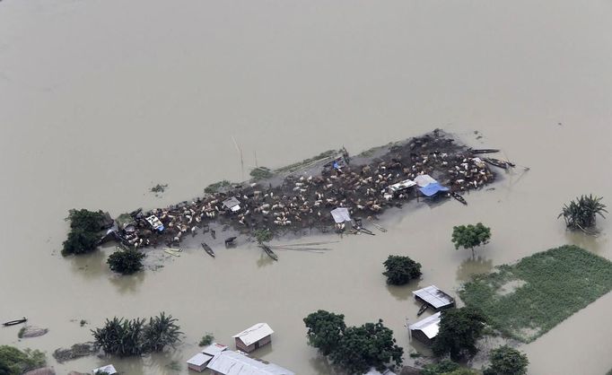 Domesticated animals are seen stranded on an islet in the flooded areas of the Sonitpur district in the northeastern Indian state of Assam July 1, 2012. Incessant heavy rains in northeast India have caused massive flooding and landslides, killing more than 60 people, local media reported on Sunday. Picture taken July 1, 2012. REUTERS/Stringer (INDIA - Tags: DISASTER ENVIRONMENT ANIMALS) Published: Čec. 2, 2012, 7:31 dop.