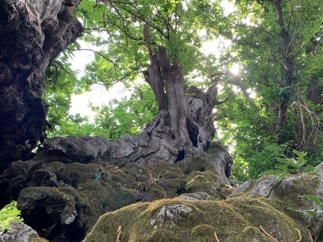 Evropský strom roku - finále - Itálie - Kaštan sta koní