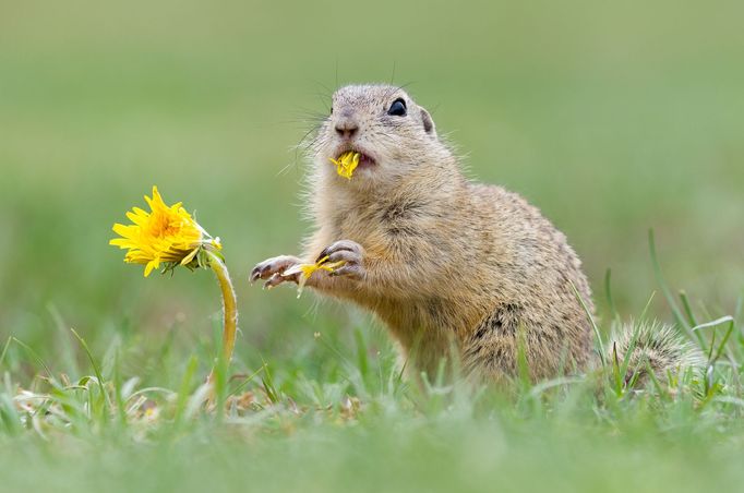 Syslové objektivem fotografa Jana Pelcmana