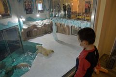 O hotel s ledními medvědy je v Číně obrovský zájem. Ochránci zvířat jsou zoufalí