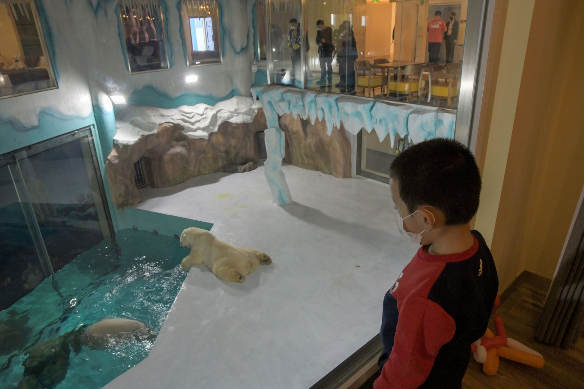 Lední medvědi v Číně