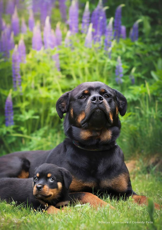 Comedy Pet Photography Awards 2023 - finalisté fotosoutěže