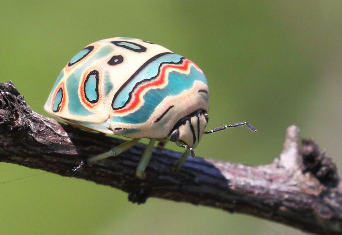 Štítovka mnohými přezdívaná jako "Picassův brouk". (Sphaerocoris annulus)