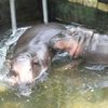 trpasličí hrošice, Moo Deng, ZOO, Thajsko