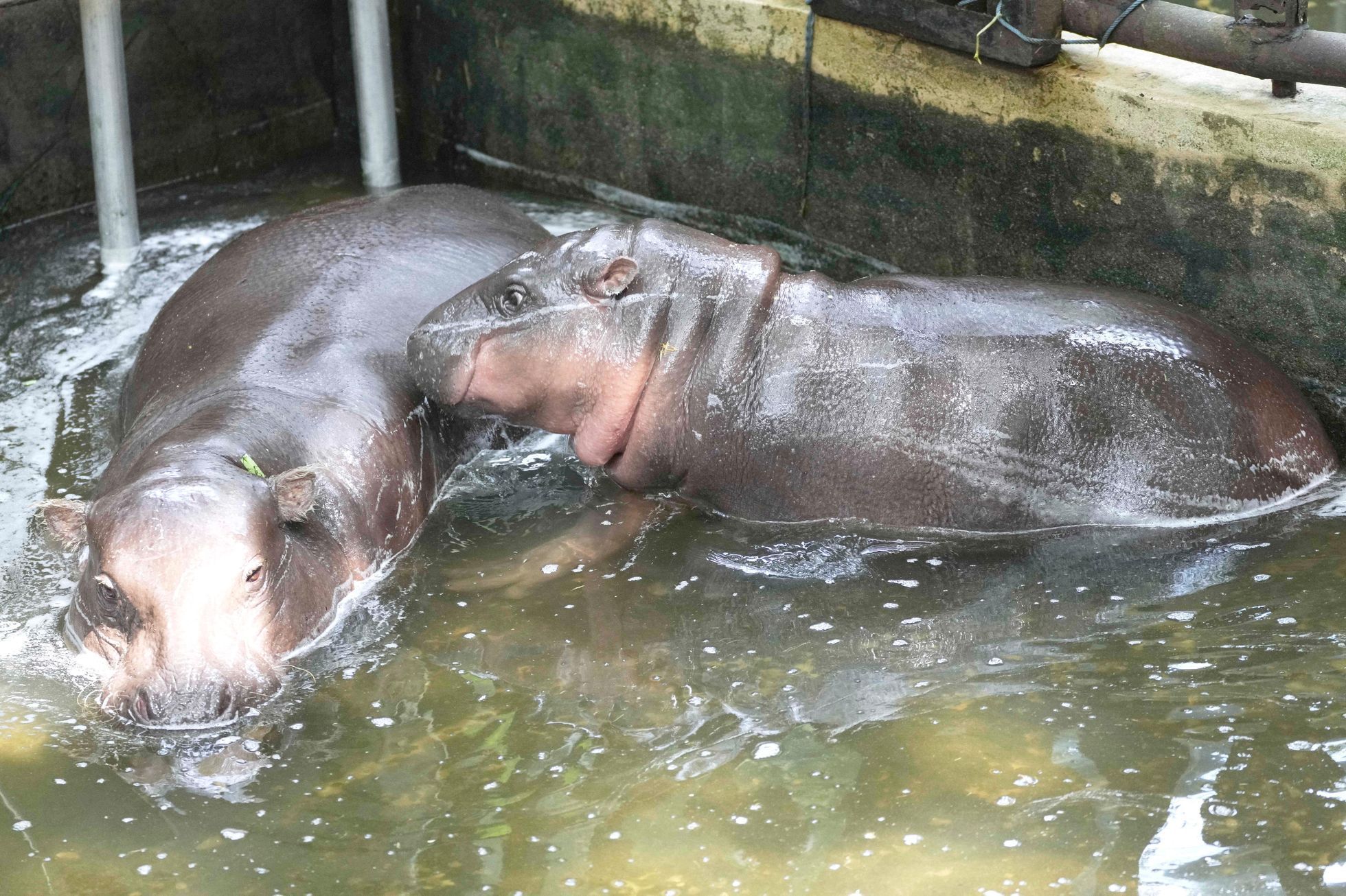trpasličí hrošice, Moo Deng, ZOO, Thajsko