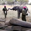 Zimbabwe, slon, útulek, pytláci, záchrana, Wild is Life