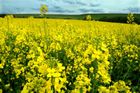 Studie: Šest z deseti Čechů má v těle jedovatý herbicid