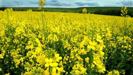 Glyfosát na českých polích? Je jako bojová látka, způsobuje i horší věci než rakovinu, říká Drašar