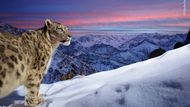 Prestižní soutěž Wildlife Photographer of the Year zveřejnila pětadvacet snímků, které se utkají o cenu veřejnosti. Autorem tohoto záběru je Sascha Fonseca z Německa. Fotograf zachytil levharta sněžného na pozadí velkolepých hor v severoindickém Ladákhu, a to díky fotopasti a bez použití návnad. (Canon EOS 5DS, objektiv 24 mm, 1/200 s, f/8, ISO 400, blesk, bezdrátová spoušť Camtraptions)