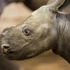 Nové mládě nosoroužce dvourohého v Zoo Dvůr Králové