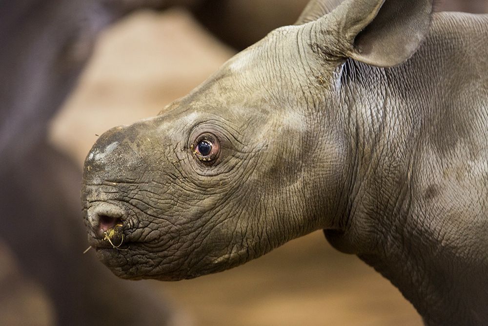 Nové mládě nosoroužce dvourohého v Zoo Dvůr Králové