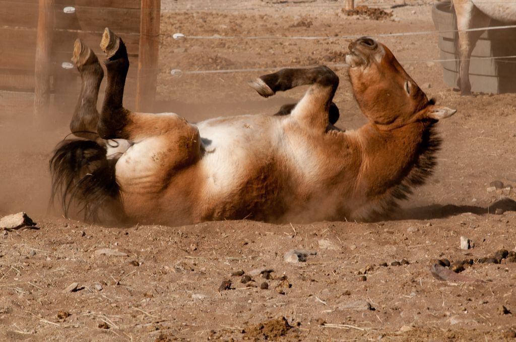 Koně Převalského v Mongolsku