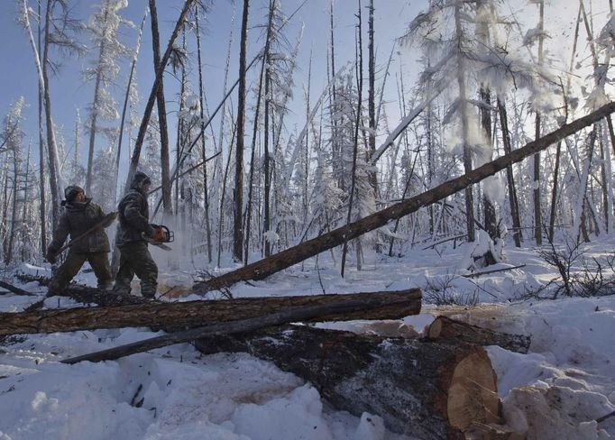 Lumberjacks Alexey Egorov, 45, and Semion Vinokurov, 53, cut down a tree in the forest outside the village of Tomtor in the Oymyakon valley in the Republic of Sakha, northeast Russia, January 29, 2013. The coldest temperatures in the northern hemisphere have been recorded in the Oymyakon valley, where according to the United Kingdom Met Office a temperature of -67.8 degrees Celsius (-90 degrees Fahrenheit) was registered in 1933 - the coldest on record in the northern hemisphere since the beginning of the 20th century. Yet despite the harsh climate, people live in the valley, and the area is equipped with schools, a post office, a bank, and even an airport runway (albeit open only in the summer). Picture taken January 29, 2013. REUTERS/Maxim Shemetov (RUSSIA - Tags: SOCIETY ENVIRONMENT) ATTENTION EDITORS: PICTURE 23 OF 27 FOR PACKAGE 'THE POLE OF COLD' SEARCH 'MAXIM COLD' FOR ALL IMAGES Published: Úno. 18, 2013, 11:26 dop.