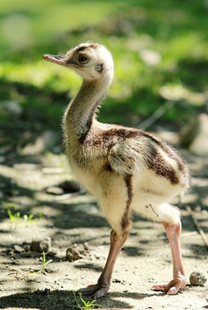 V Zoo Ostrava se s příchodem prázdnin vylíhla mláďata nandu pampových. Podobně jako u australského emu hnědého i u nandu pampových péči o potomstvo obstarává výhradně samec.