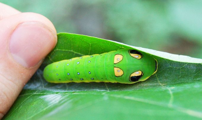 Housenka motýla Otakárka troilského (Papilio troilus)