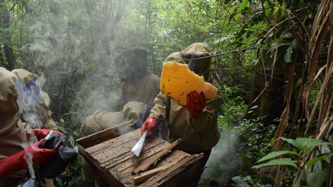 Místní Kameruňané se učí včelařit.