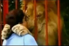 Video: Jak vypadá polibek od lva