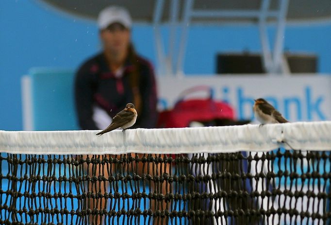 Australian Open 2016