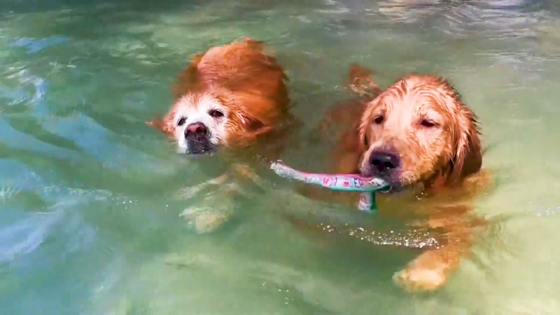 Pojď, já tě naučím plavat. Ve vodě táhl psí parťák svého kamaráda za vodítko