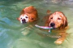 "Pojď, já tě naučím plavat." Fenka ve vodě vede svou starší parťačku za vodítko