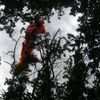 Paraglidista uvízl ve větvích