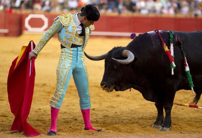 Spanish matador Javier Castano stands next to a bull during a bullfight in The Maestranza bullring in Seville