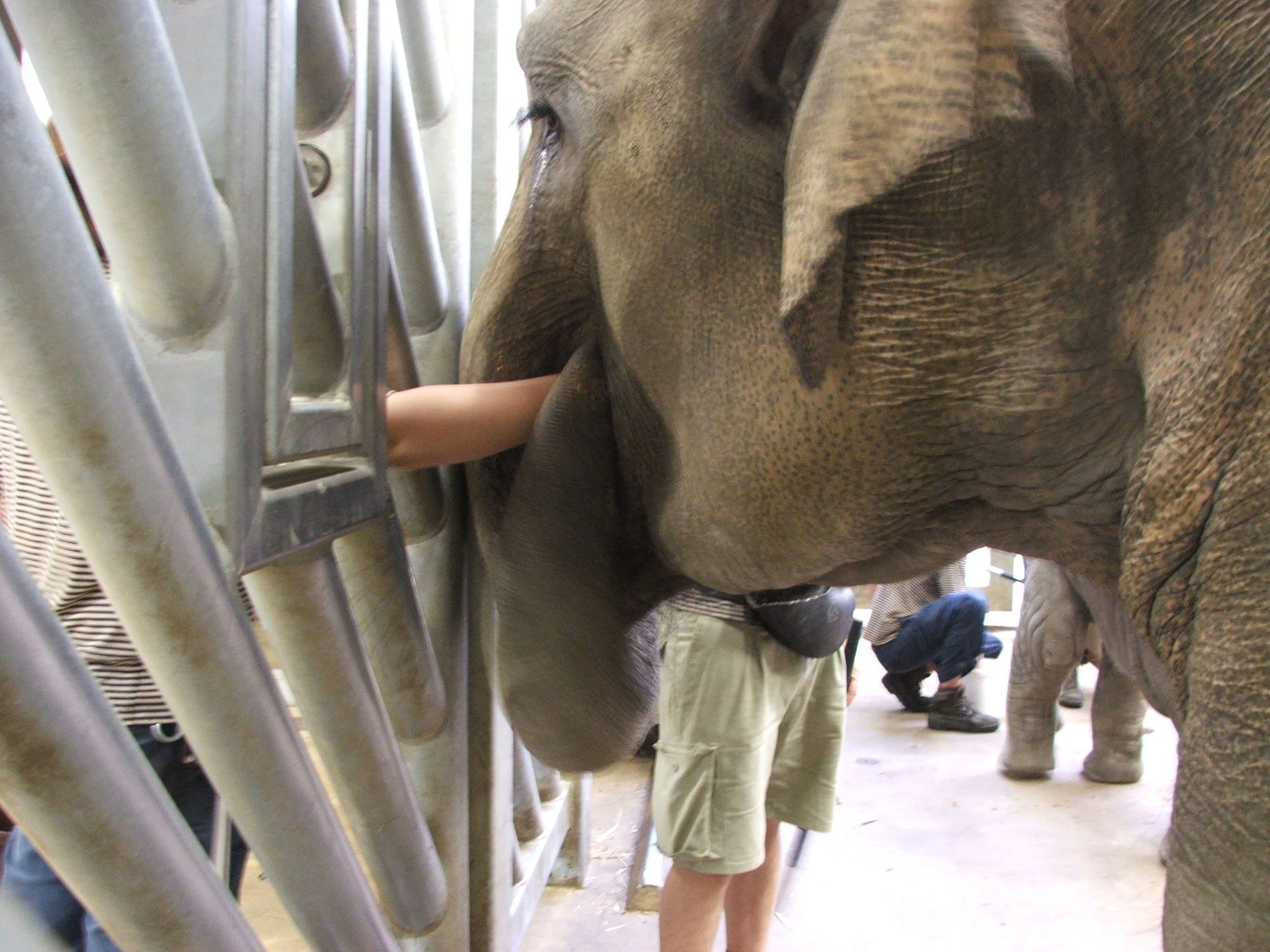 Údolí slonů - ZOO Praha