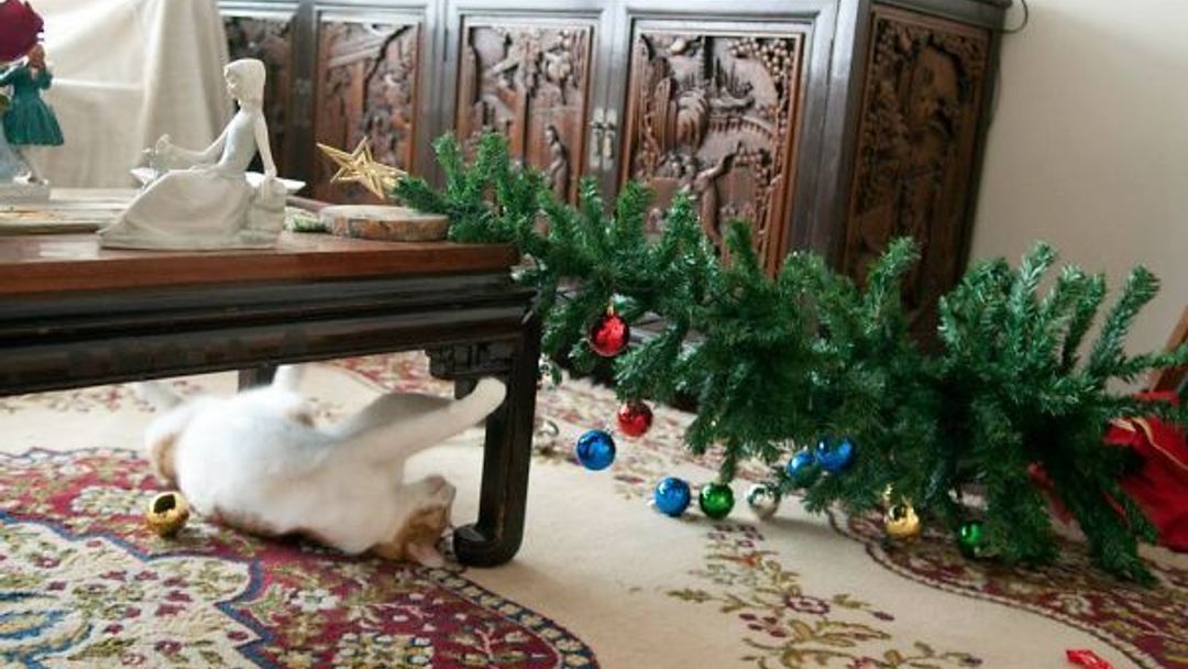 GALERIE: Psi a kočky, kteří zničili Vánoce