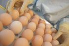 Belgie věděla o toxické látce ve vejcích už v červnu. Se zveřejněním měsíc čekala