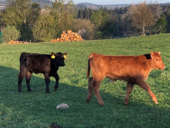 Krávy na farmě Mitrovský dvůr, která vyrábí masné výrobky v bio kvalitě.
