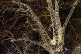 Stromy u radnice jsou nazdobeny tisíci žárovek. Z dálky připomínají zlaté obrazy slavného rakouského malíře Gustava Klimta.