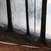 Požáry lesního porostu na Náchodsku a Rychnovsku