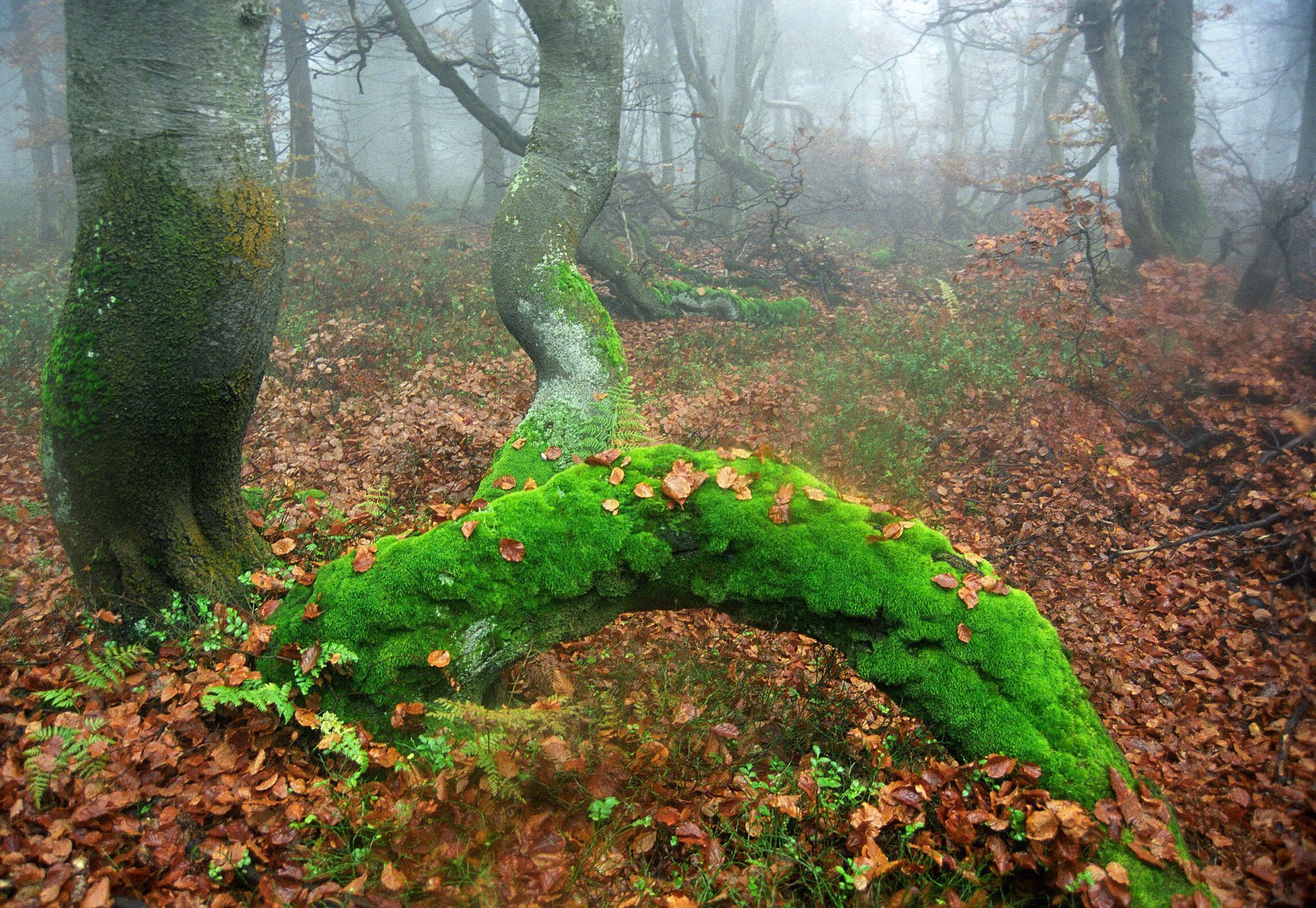 Krkonoše, KRNAP, národní park, hory, Česko, domácí, příroda