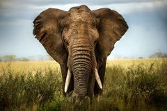 Policejní sloni. V Africe budou hledat miny a výbušniny
