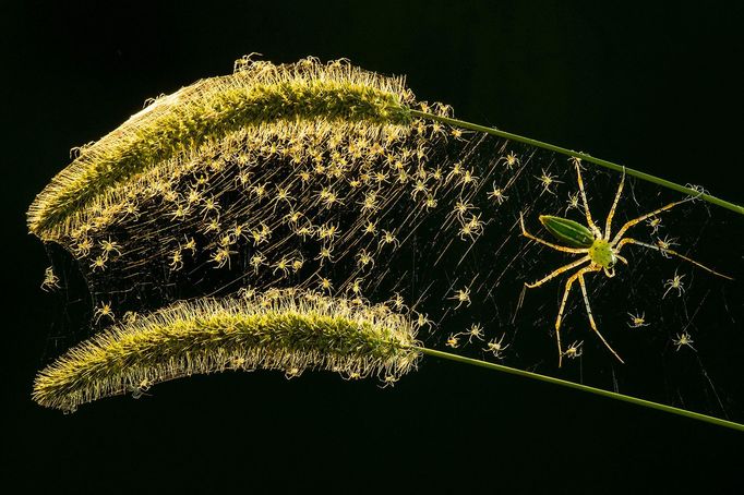 Luminar Bug Photography Awards 2020