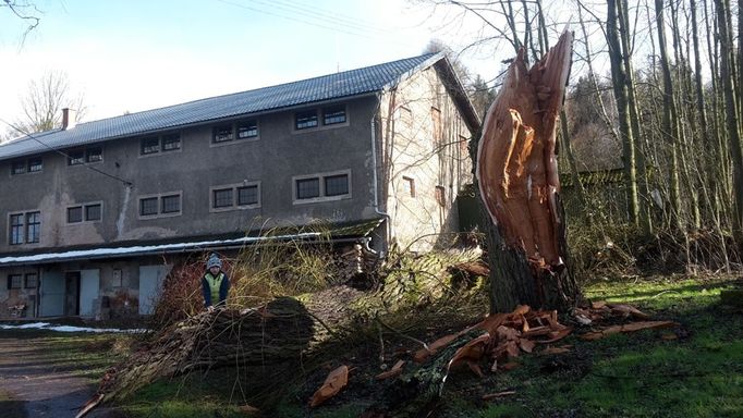 Silný vítr přelomil vrbu ve vesnici Žireč u Dvora Králové nad Labem. Autorkou snímku je čtenářka Linda Harwot.